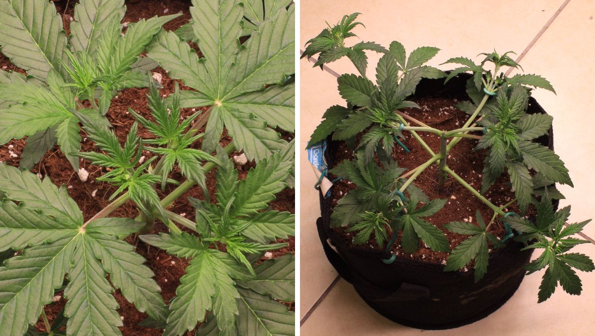 Skywalker OG Auto cannabis strain: mid veg | weeks 3-4 | an indoor weed plant bushing out after topping Skywalker OG Auto cannabis strain: mid veg | weeks 3-4 | an indoor weed plant bushing out after topping