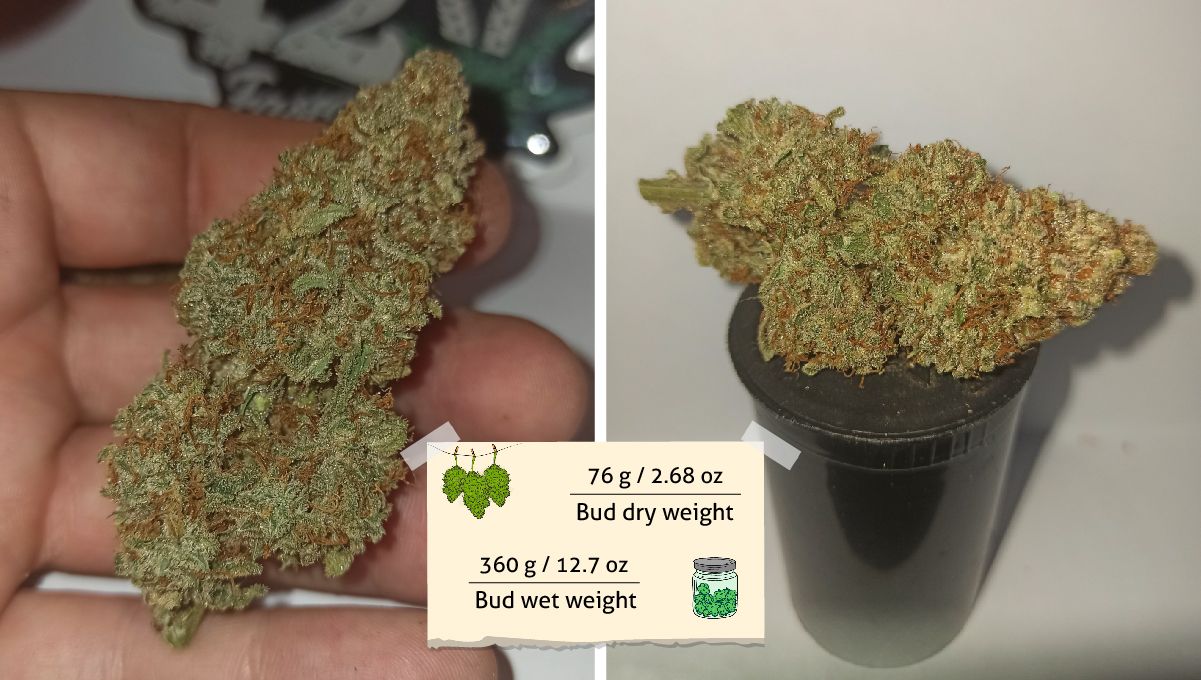 Purple Punch Auto Cannabis Strain Week-by-Week Guide: A hand holding a dry and trimmed marijuana bud and a closeup of another nugget