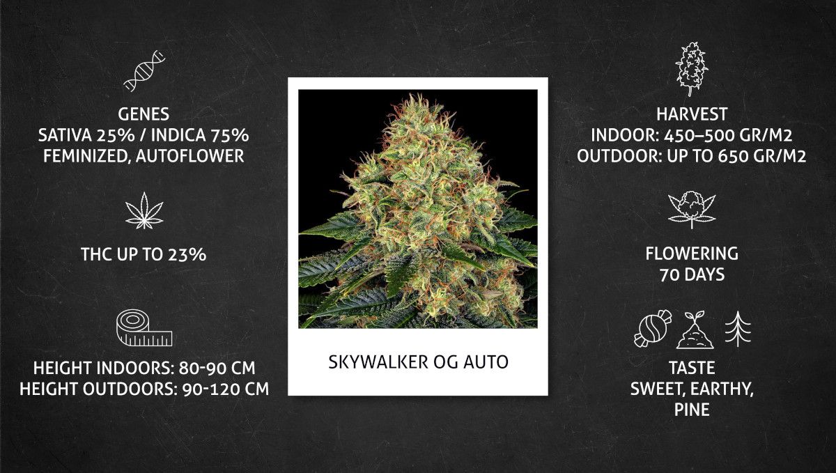 Skywalker OG Auto cannabis strain: specs sheet Skywalker OG Auto cannabis strain: specs sheet