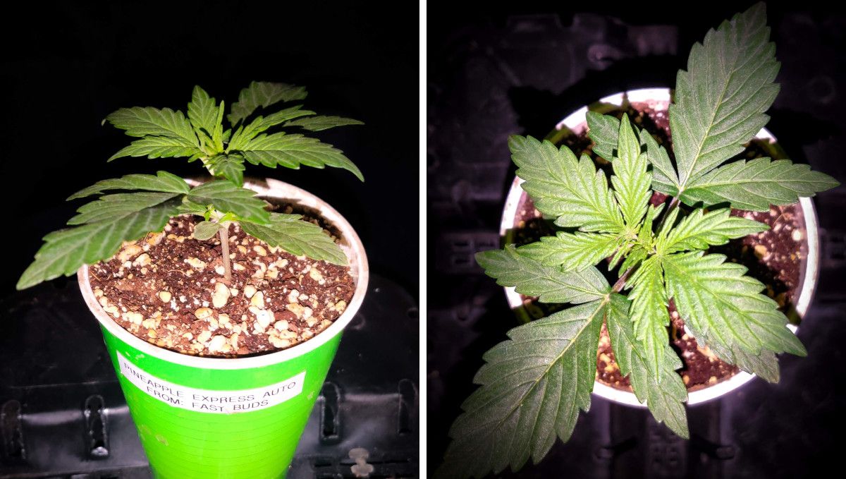 Pineapple Express Auto cannabis strain: early veg | week 2 | a two-week-old weed plant in a solo cup Pineapple Express Auto cannabis strain: early veg | week 2 | a two-week-old weed plant in a solo cup