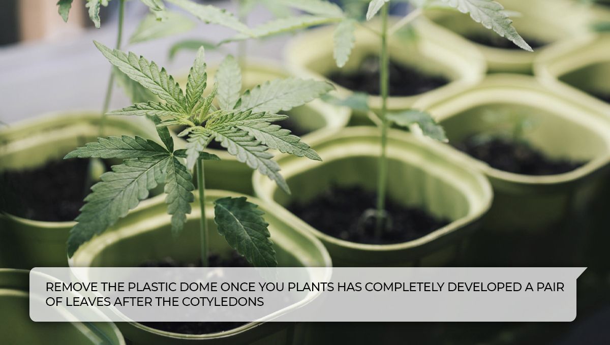 Häufigste Probleme bei Sämlingen: FAQs