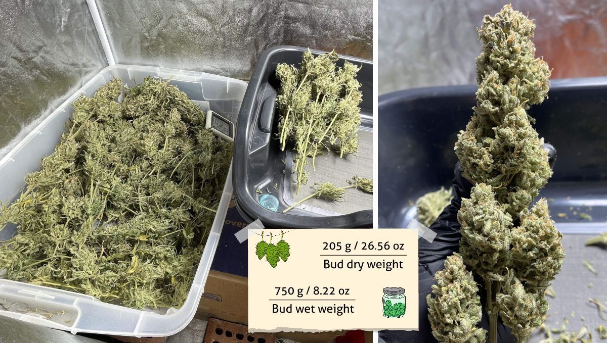 Amnesia Z Auto cannabis strain outcome: a heap of untrimmed branches and a grower's hand in a black latex glove holding a trimmed branch Amnesia Z Auto cannabis strain outcome: a heap of untrimmed branches and a grower's hand in a black latex glove holding a trimmed branch