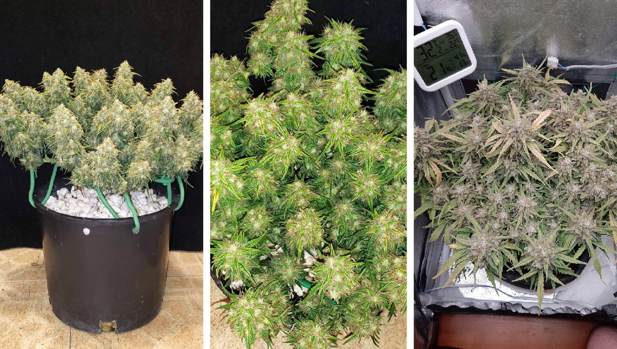 Six Shooter Auto plants before harvest