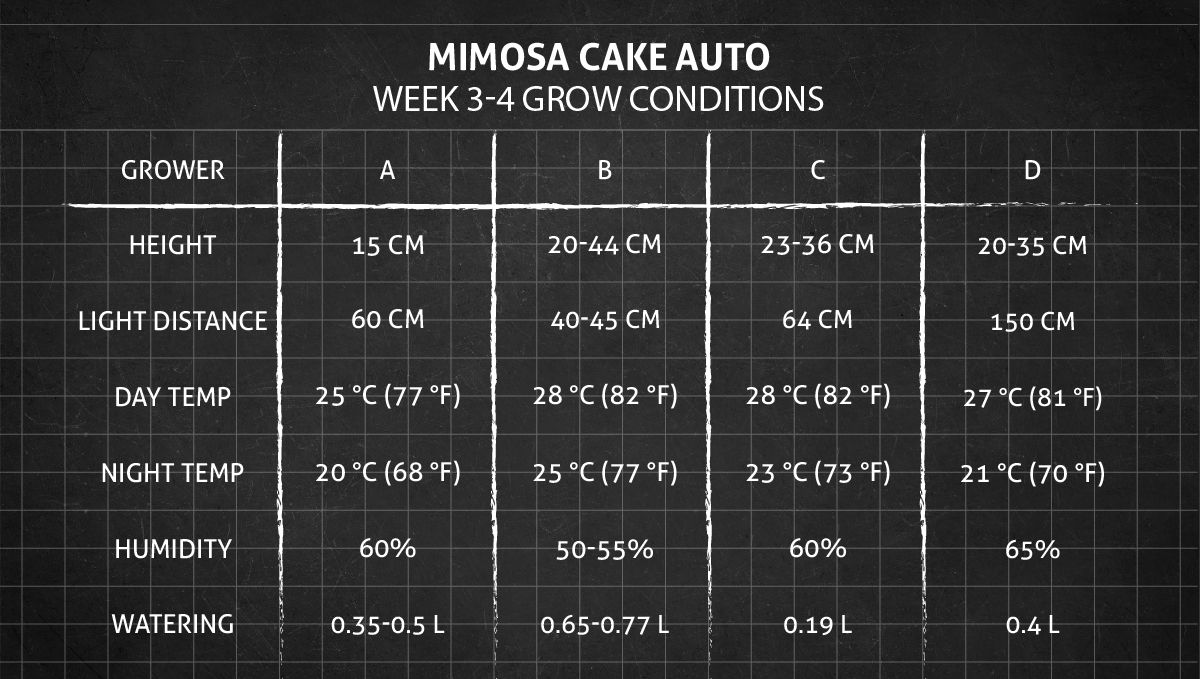 Mimosa Cake Auto cannabis strain: weeks 3-4 grow conditions Mimosa Cake Auto cannabis strain: weeks 3-4 grow conditions