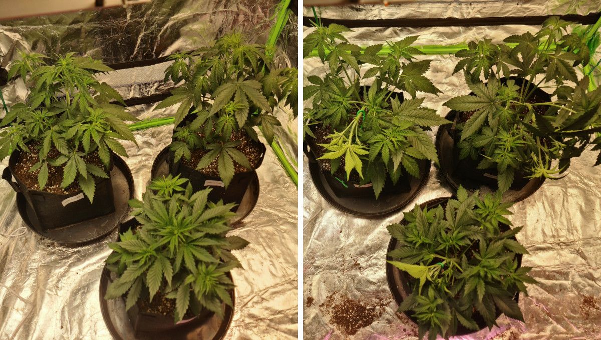 Gorilla Punch Auto cannabis strain: mid veg | weeks 3-4 | several autoflowers in a tent before and after LST