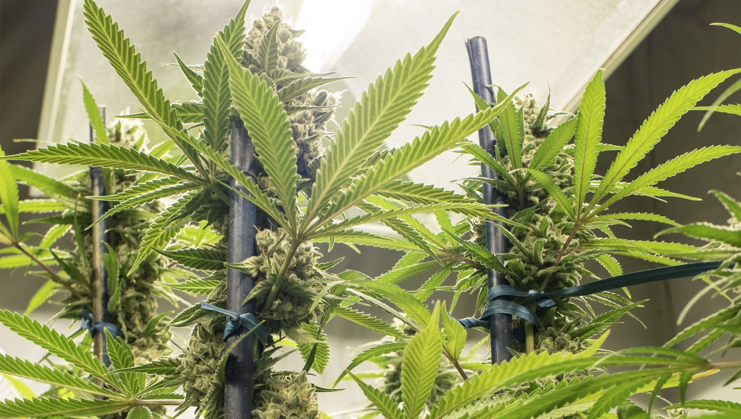 The ultimate guide to growing autoflowering cannabis: Lighting