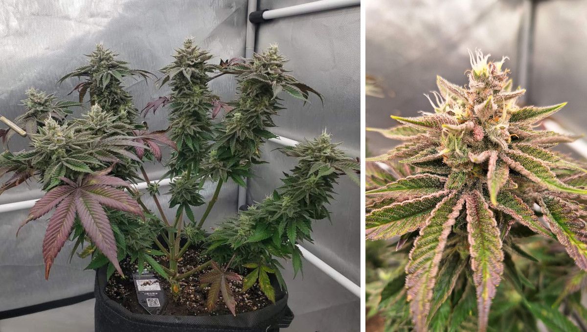 GG4 Sherbet FF cannabis strain: ripening and harvest | weeks 12 | a heavily defoliated indoor plant and a closer shot of its mature frosty bud