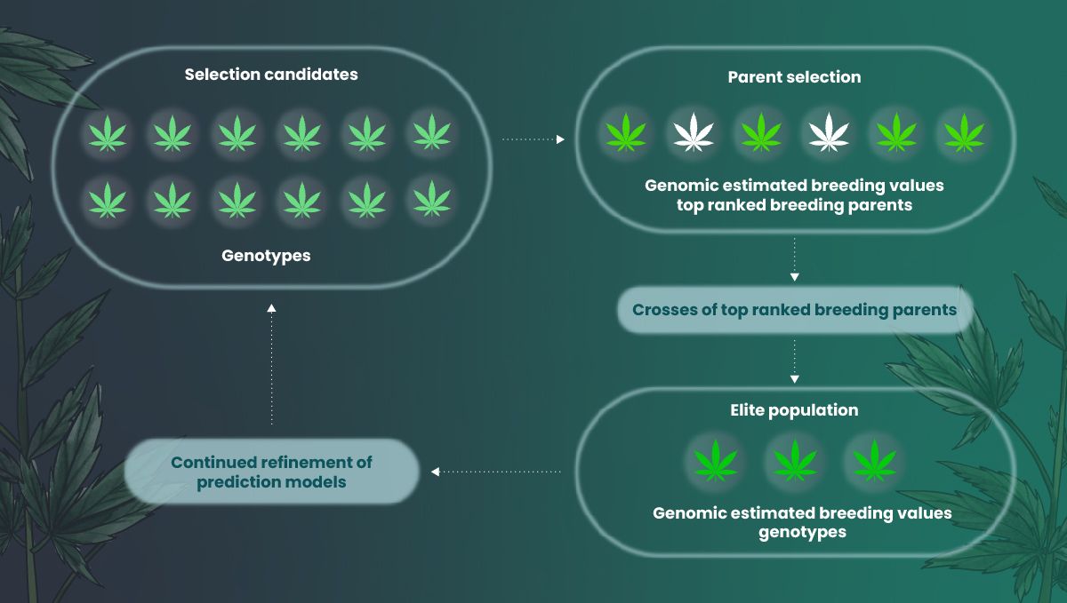 Proces genetické selekce