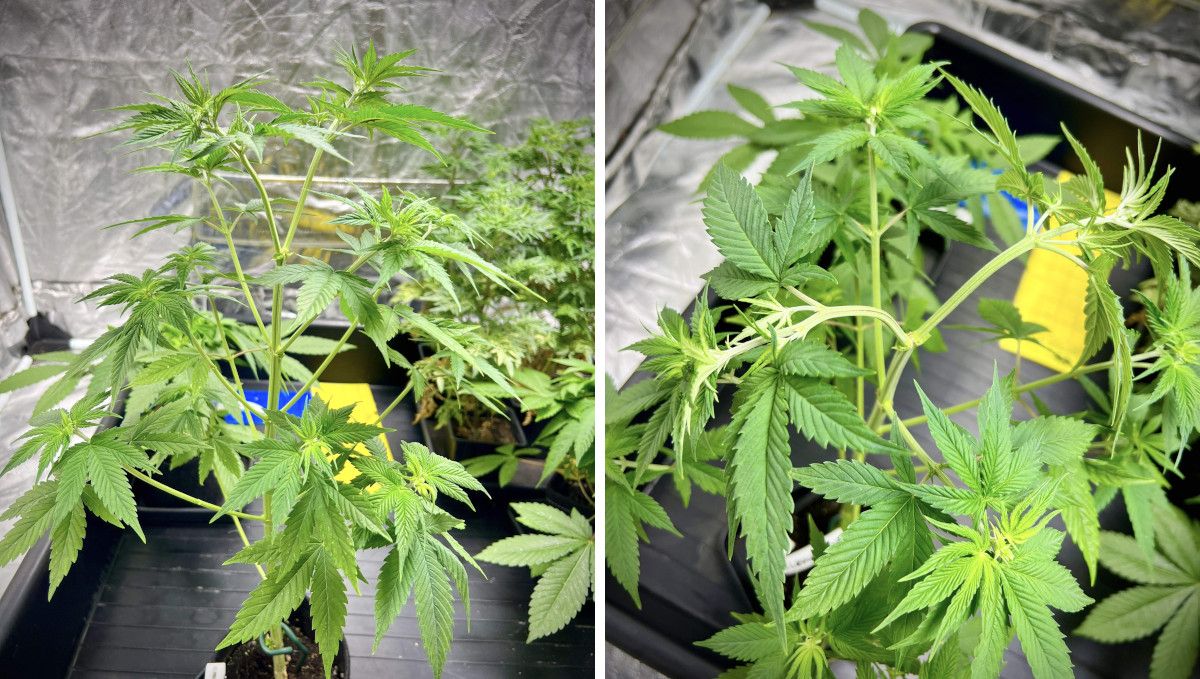 Purple Lemonade FF cannabis strain: mid veg | weeks 3-6 | LST performed on a tall young plant Purple Lemonade FF cannabis strain: mid veg | weeks 3-6 | LST performed on a tall young plant