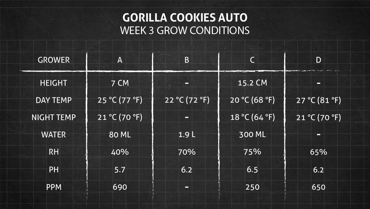 Gorilla Cookies Auto Cannabis Strain Week-by-Week Guide: Weeks 3-4 Grow Conditions