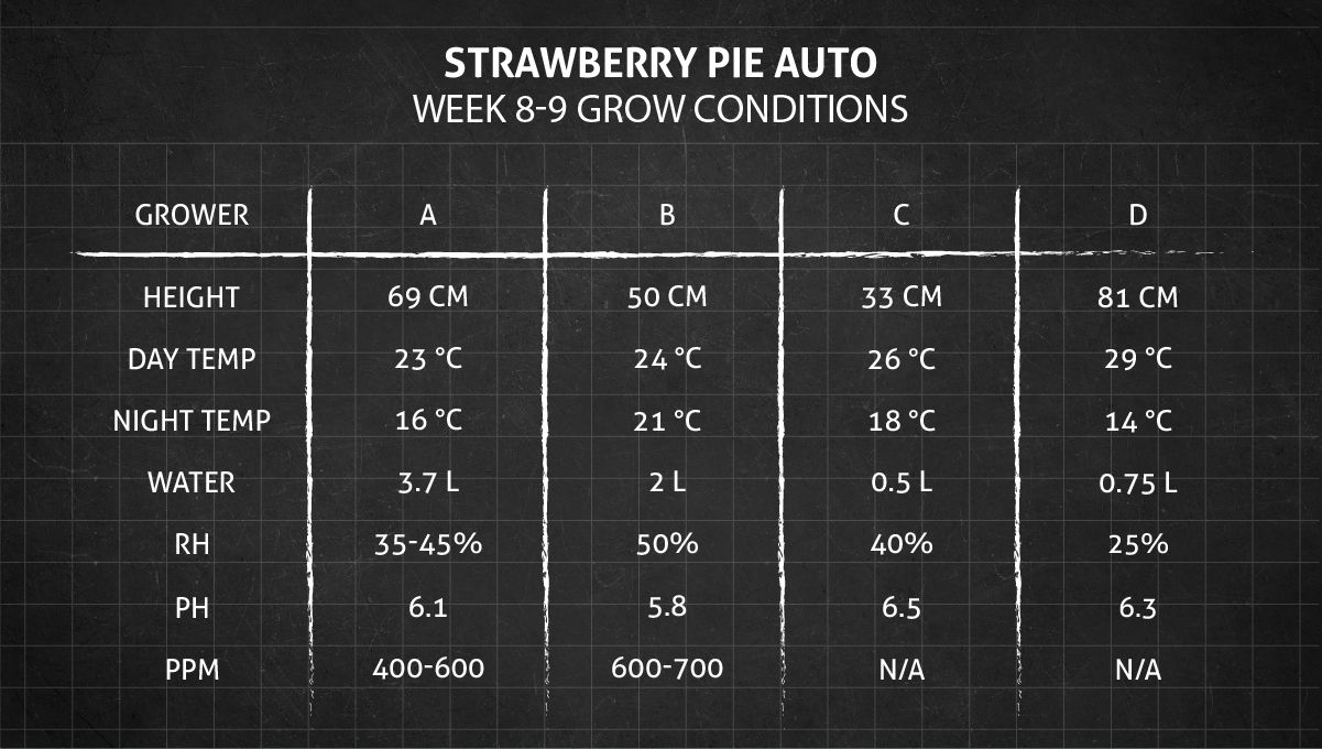 Strawberry Pie Auto Cannabis Strain Week-by-Week Guide: Weeks 8-9 grow conditions Strawberry Pie Auto Cannabis Strain Week-by-Week Guide: Weeks 8-9 grow conditions