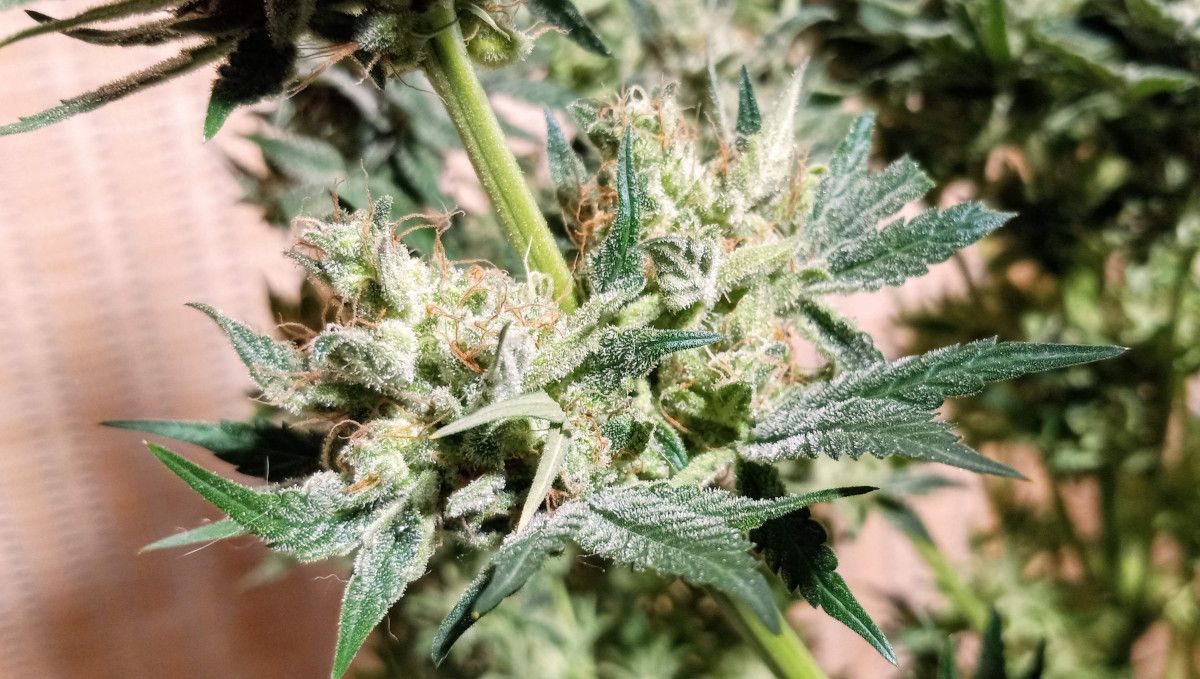 Orange Sherbet FF cannabis strain: ripening and harvest | weeks 12 | very resinous and mature lower buds Orange Sherbet FF cannabis strain: ripening and harvest | weeks 12 | very resinous and mature lower buds