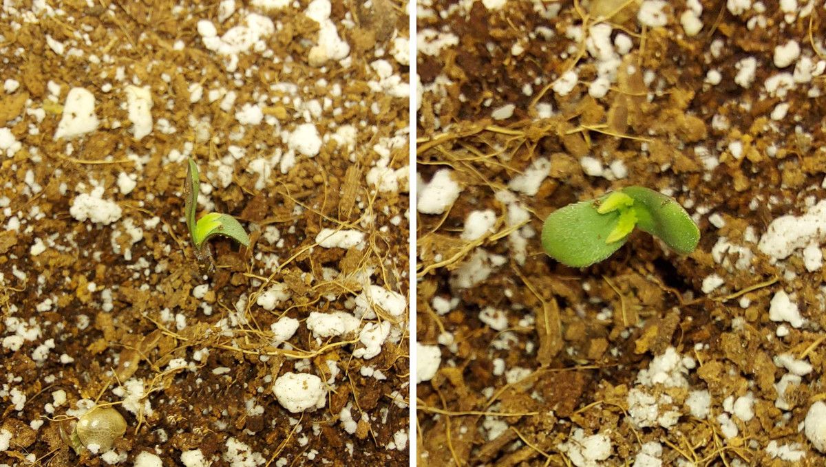 Super Lemon Haze Auto cannabis strain: germination and seedling stage | week 1 | a sprout popping out from the ground, already sans seed hull Super Lemon Haze Auto cannabis strain: germination and seedling stage | week 1 | a sprout popping out from the ground, already sans seed hull