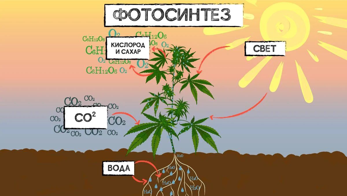 sm_3ab702cf850c7504474bc27b1848b8b1.jpg Can Sugar Improve Your Cannabis Plant Growth? - A schematic drawing showing a cannabis plant engaged in the process of photosynthesis