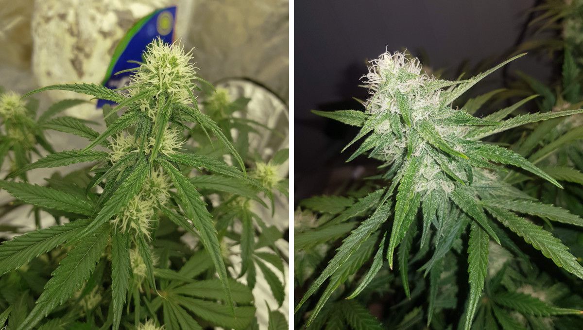 Watermelon Z Auto cannabis strain: early flower | weeks 6-7 | the progress of a bud as it fills out