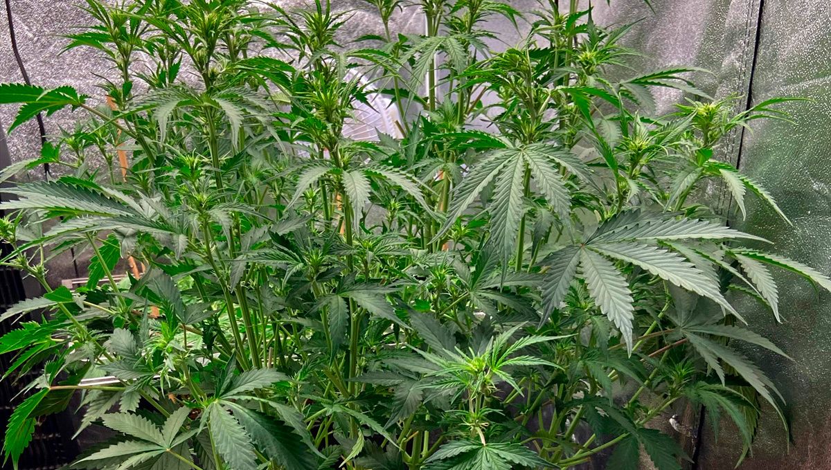 Blueberry auto week-by-week guide: pre-flowering Blueberry auto week-by-week guide: pre-flowering