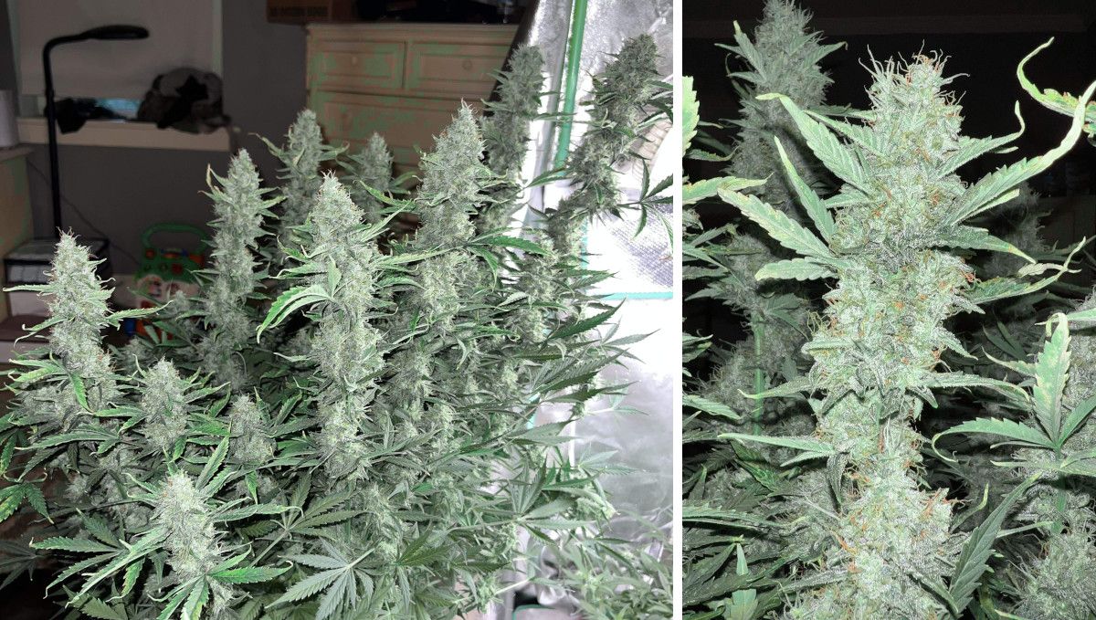 Amnesia Z Auto cannabis strain: ripening and harvest | weeks 10 | an indoor plant before harvest with many stretchy branches covered in frosty flowers Amnesia Z Auto cannabis strain: ripening and harvest | weeks 10 | an indoor plant before harvest with many stretchy branches covered in frosty flowers