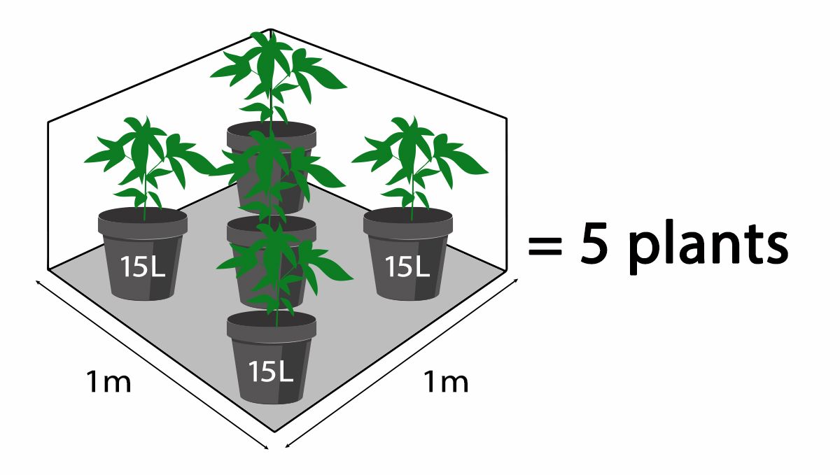 How many autoflowers in a square meter: Number of plants based on pot size