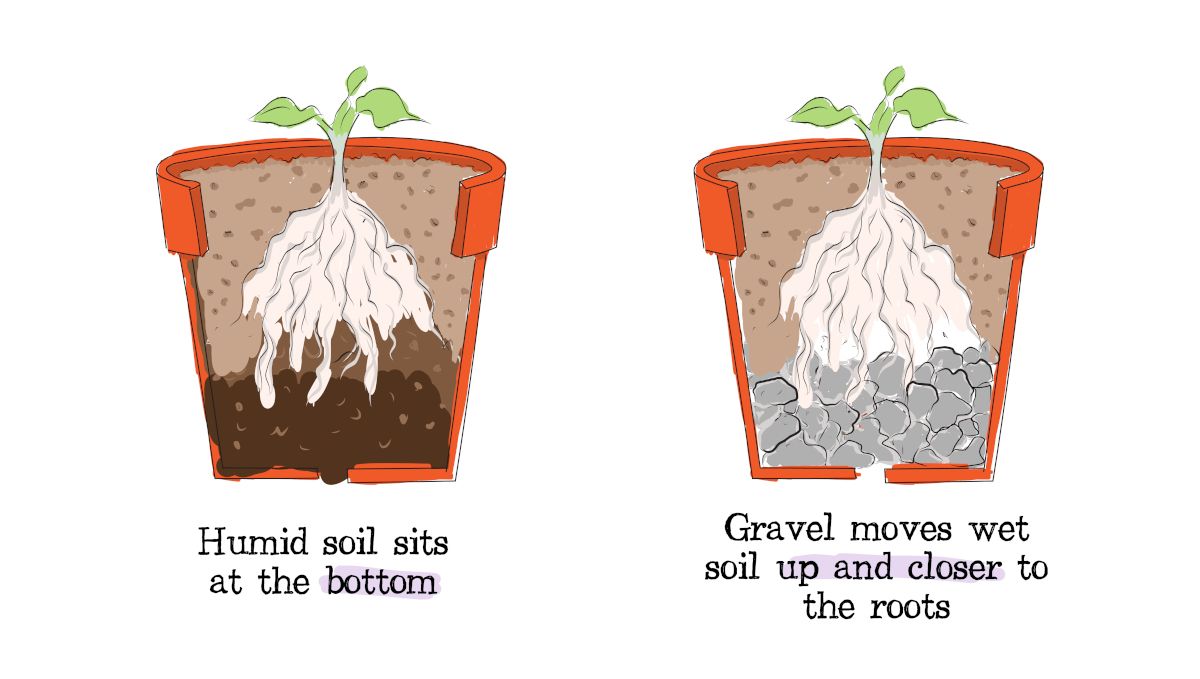 Drainage for Cannabis Plants: Why is it Important and How To Improve it - Drawings of Potted Plants, one without a drainage layer, the other with a layer of gravel in the bottom Drainage for Cannabis Plants: Why is it Important and How To Improve it - Drawings of Potted Plants, one without a drainage layer, the other with a layer of gravel in the bottom