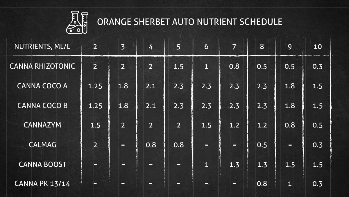 Orange Sherbet Auto Cannabis Strain Week-by-Week Guide: CANNA nutrients feeding schedule Orange Sherbet Auto Cannabis Strain Week-by-Week Guide: CANNA nutrients feeding schedule