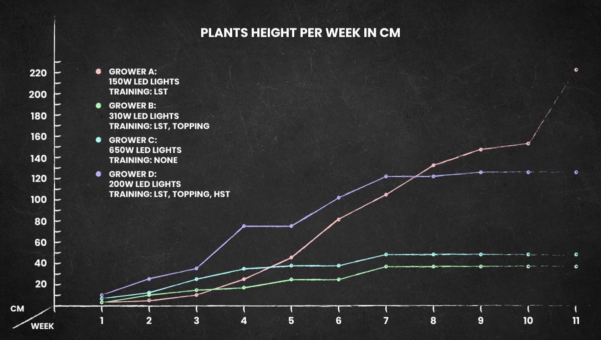 GG4 Sherbet FF cannabis strain: height chart for the whole life cycle