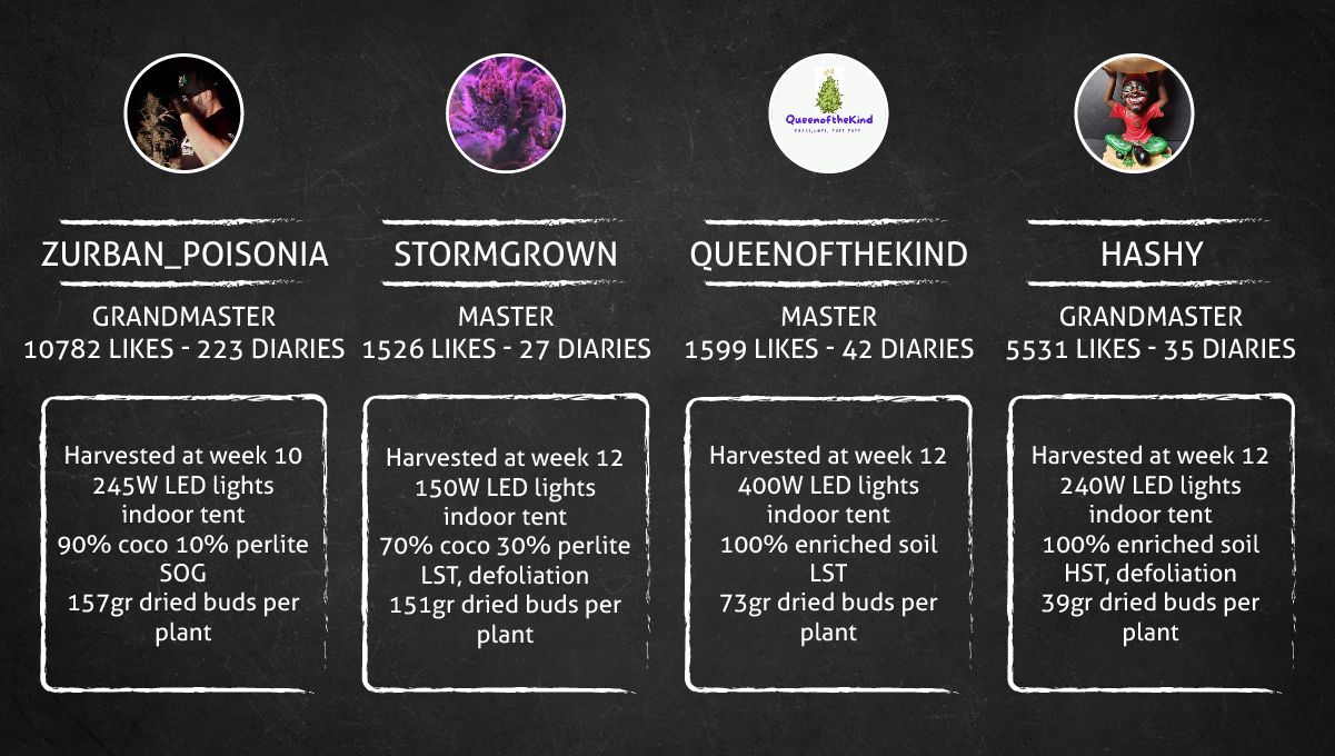 Cherry Cola Auto cannabis strain: outcome