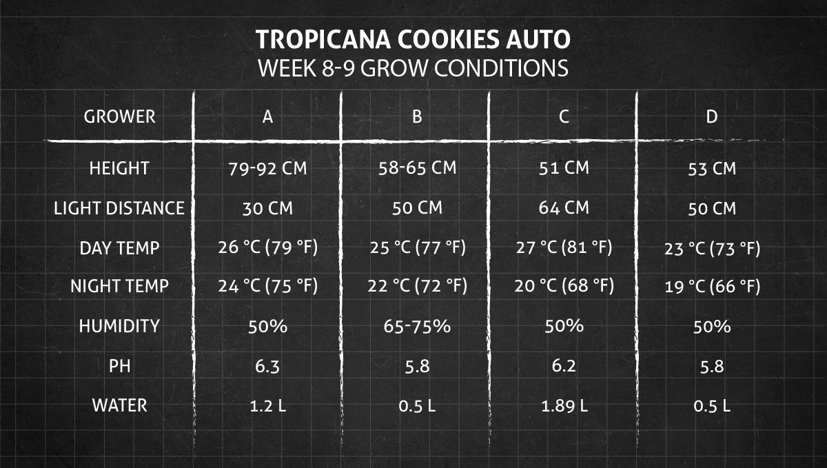 Tropicana Cookies Auto cannabis strain: weeks 8-9 grow conditions Tropicana Cookies Auto cannabis strain: weeks 8-9 grow conditions