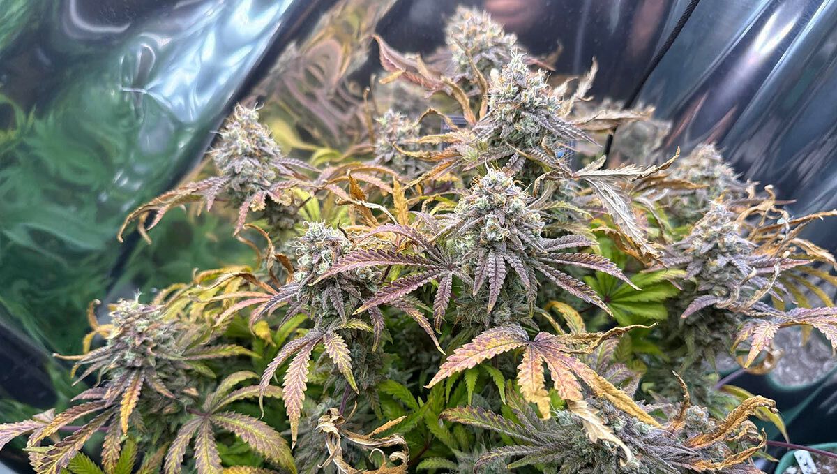 Mendo Frost Auto