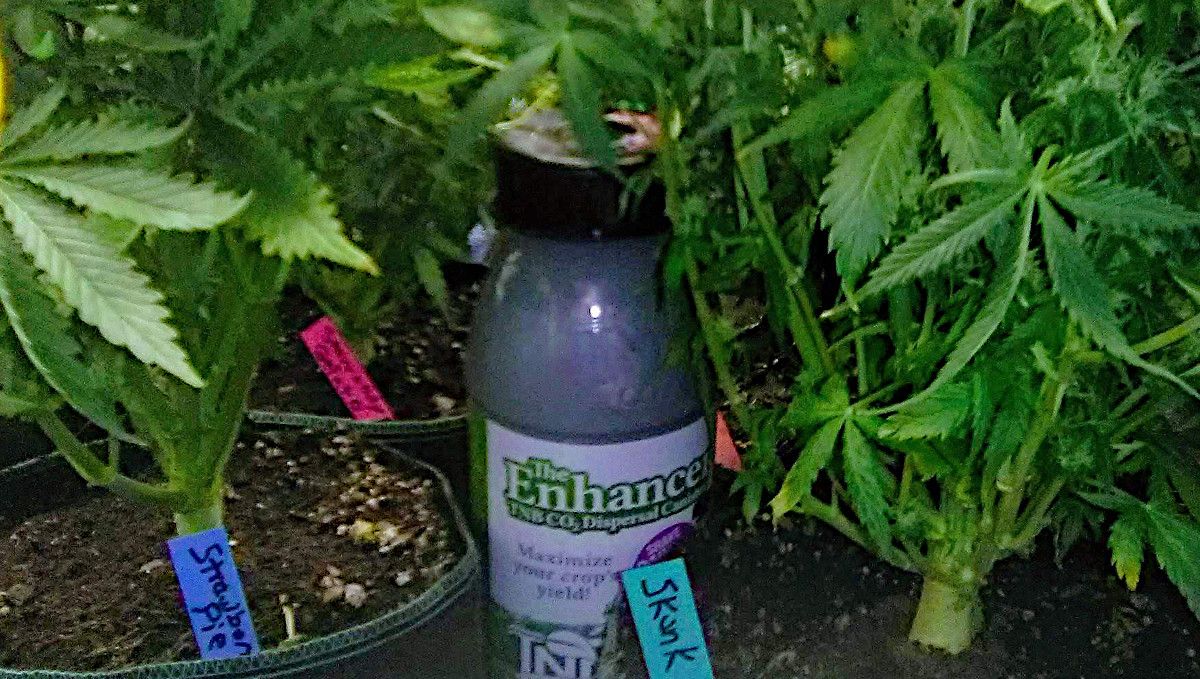 Strawberry Pie Auto Cannabis Strain Week-by-Week Guide: A CO2 bottle hidden below the canopy of weed plants Strawberry Pie Auto Cannabis Strain Week-by-Week Guide: A CO2 bottle hidden below the canopy of weed plants