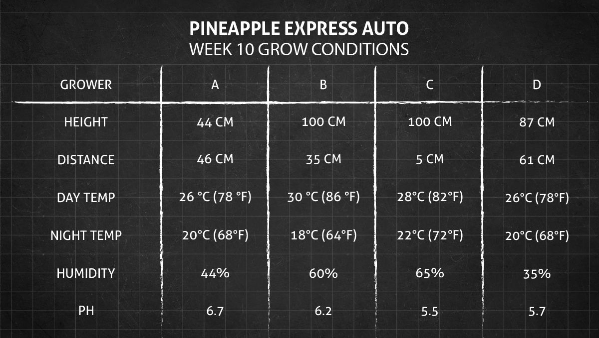 Pineapple Express Auto cannabis strain: week 10 grow conditions Pineapple Express Auto cannabis strain: week 10 grow conditions