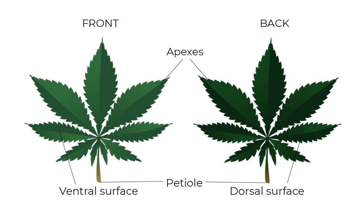 Teile der Fächerblätter einer Cannabispflanze Teile der Fächerblätter einer Cannabispflanze