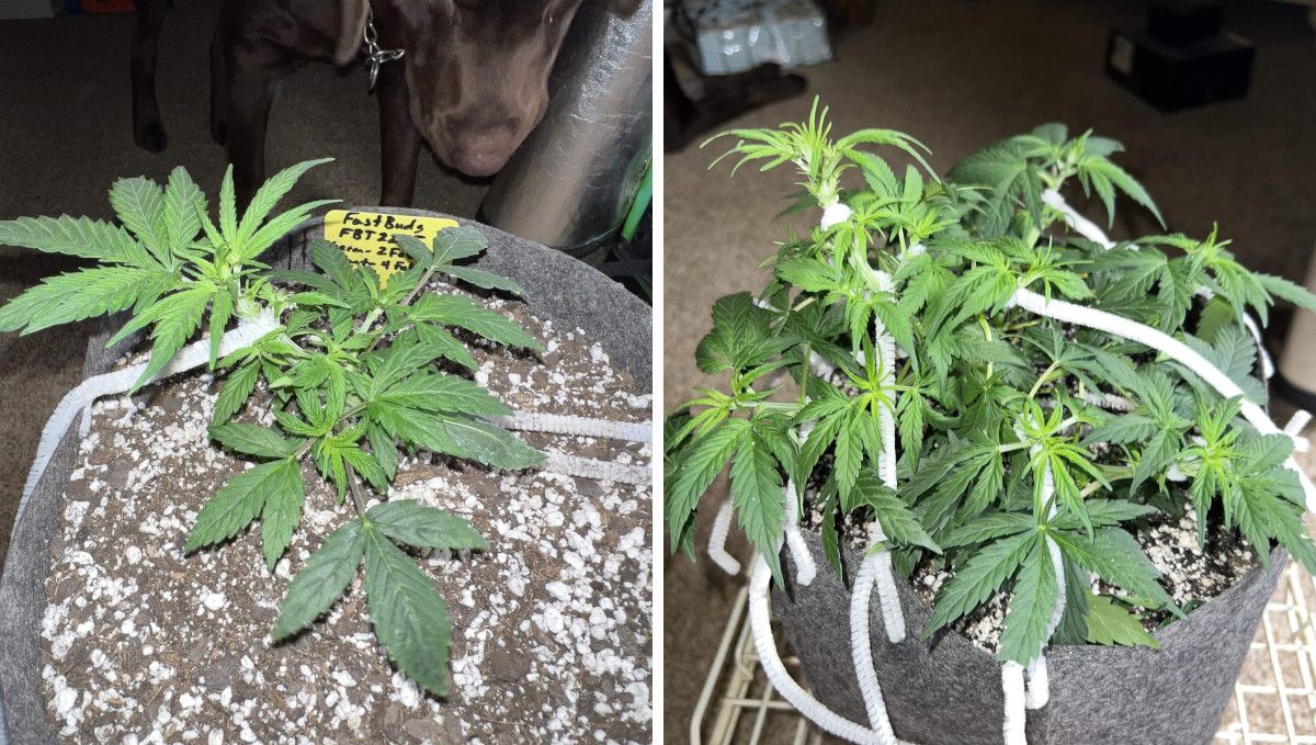 Amnesia Z Auto cannabis strain: mid veg | weeks 3-4 | a vegging marijuana plant trained with a tie-down technique Amnesia Z Auto cannabis strain: mid veg | weeks 3-4 | a vegging marijuana plant trained with a tie-down technique