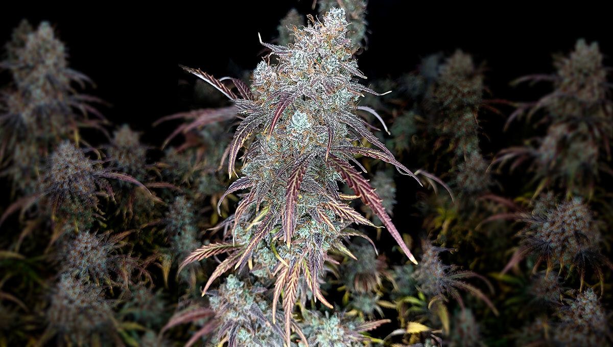 206.jpg Gorilla Cookies