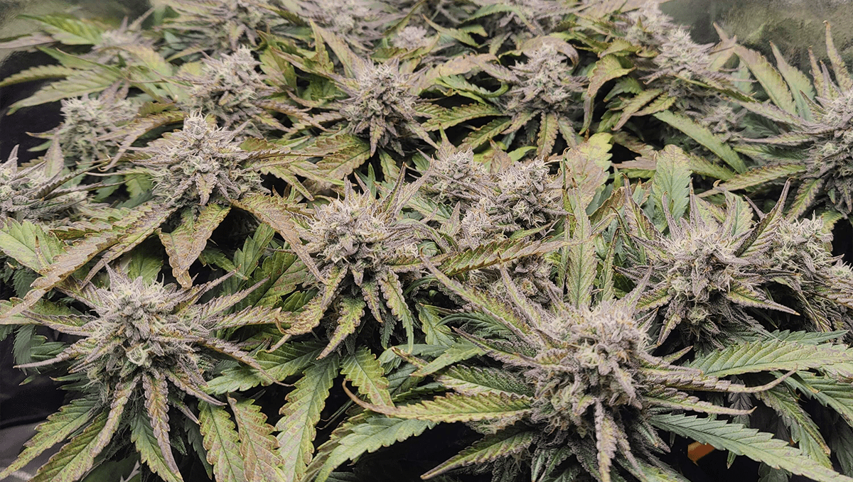 Top 5 neue automatische Cannabissorten: Tropicana Cookies Auto Top 5 neue automatische Cannabissorten: Tropicana Cookies Auto