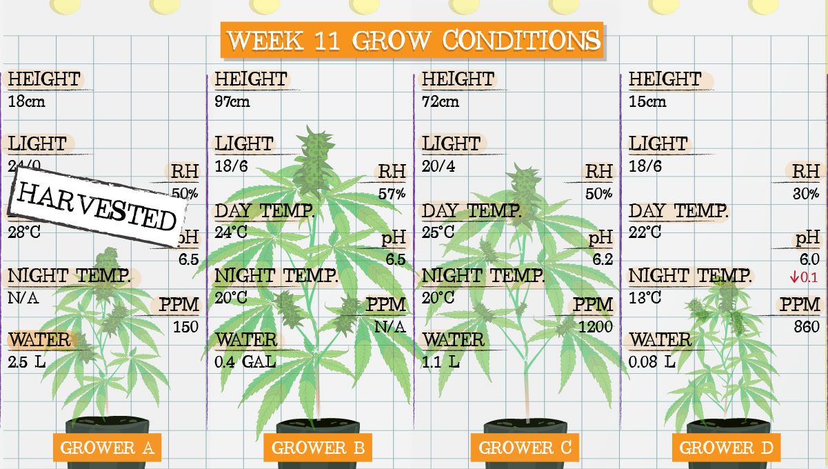 Forbidden Runtz Auto Cannabis Strain Week-by-Week Guide: Week 11 grow conditions Forbidden Runtz Auto Cannabis Strain Week-by-Week Guide: Week 11 grow conditions