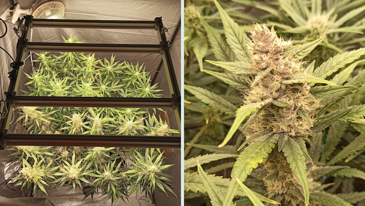 Tropicana Cookies Auto cannabis strain: mid flower (bulk phase) | weeks 8-9 | a maturing autoflower in an indoor setup Tropicana Cookies Auto cannabis strain: mid flower (bulk phase) | weeks 8-9 | a maturing autoflower in an indoor setup