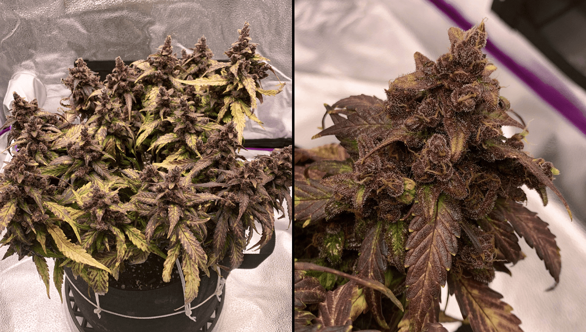 Best auto strains for sleep: blackberry auto