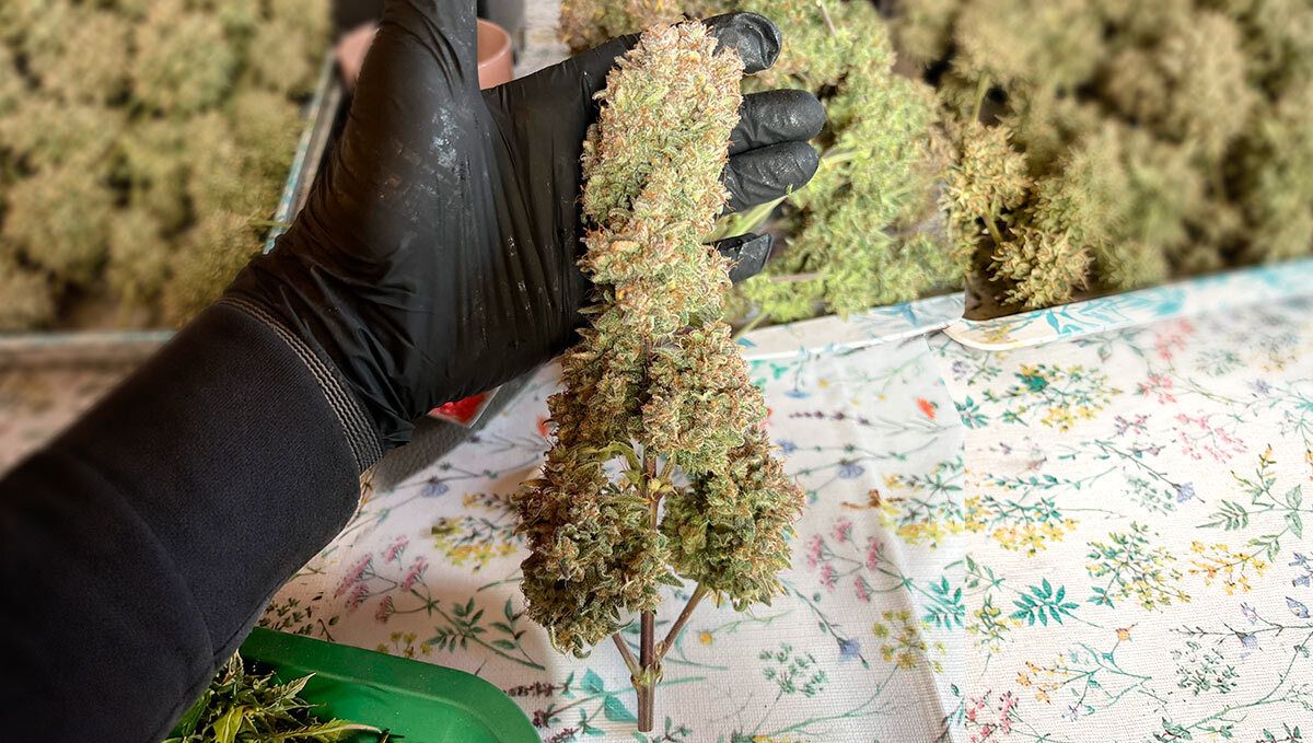 204.jpg Cherry Cola Auto RF3