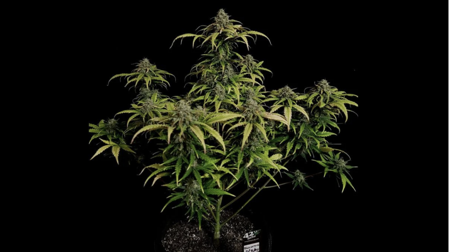 Screenshot 2021-11-05 at 18.22.44.png