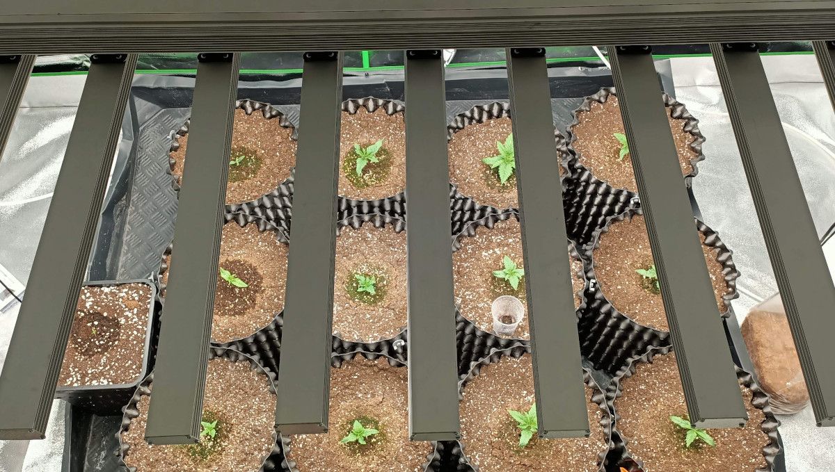 Gorilla Cookies FF cannabis strain: early veg | small plants in airpots basking under a LED light Gorilla Cookies FF cannabis strain: early veg | small plants in airpots basking under a LED light