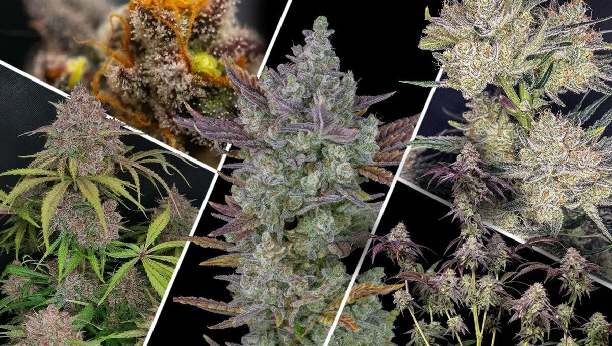 What Makes an Award-Winning Strain Great? What Makes an Award-Winning Strain Great?
