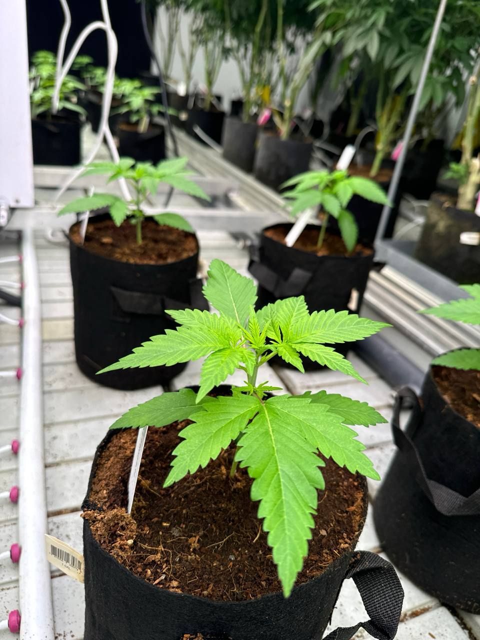 Gorilla Cookies Auto