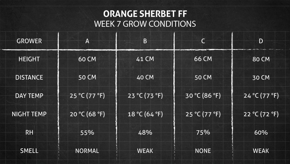Orange Sherbet FF cannabis strain: week 7 grow conditions Orange Sherbet FF cannabis strain: week 7 grow conditions