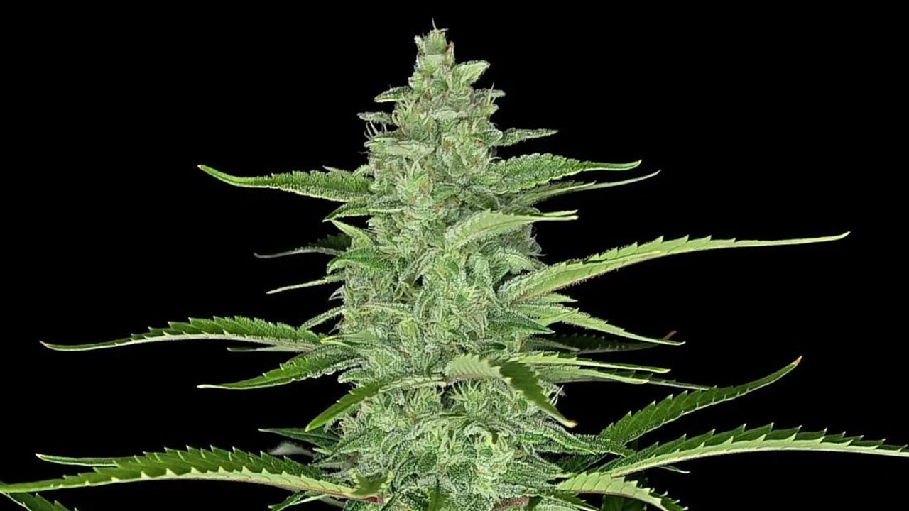 Die Top 5 Besten Sativa Autoflower Sorten: Papaya Cookies Auto