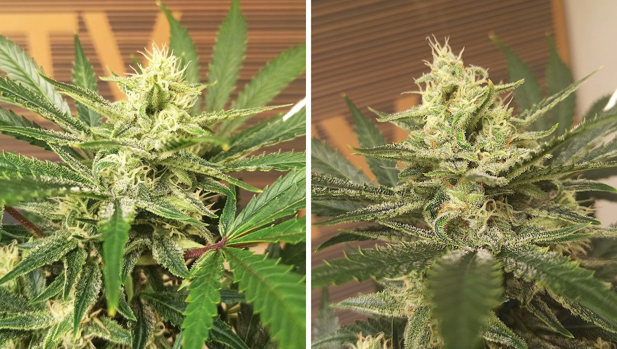 Afghan Kush Auto Cannabis Strain Week-by-Week Guide: Closeups of autoflower buds, still with white immature pistils but very resinous Afghan Kush Auto Cannabis Strain Week-by-Week Guide: Closeups of autoflower buds, still with white immature pistils but very resinous