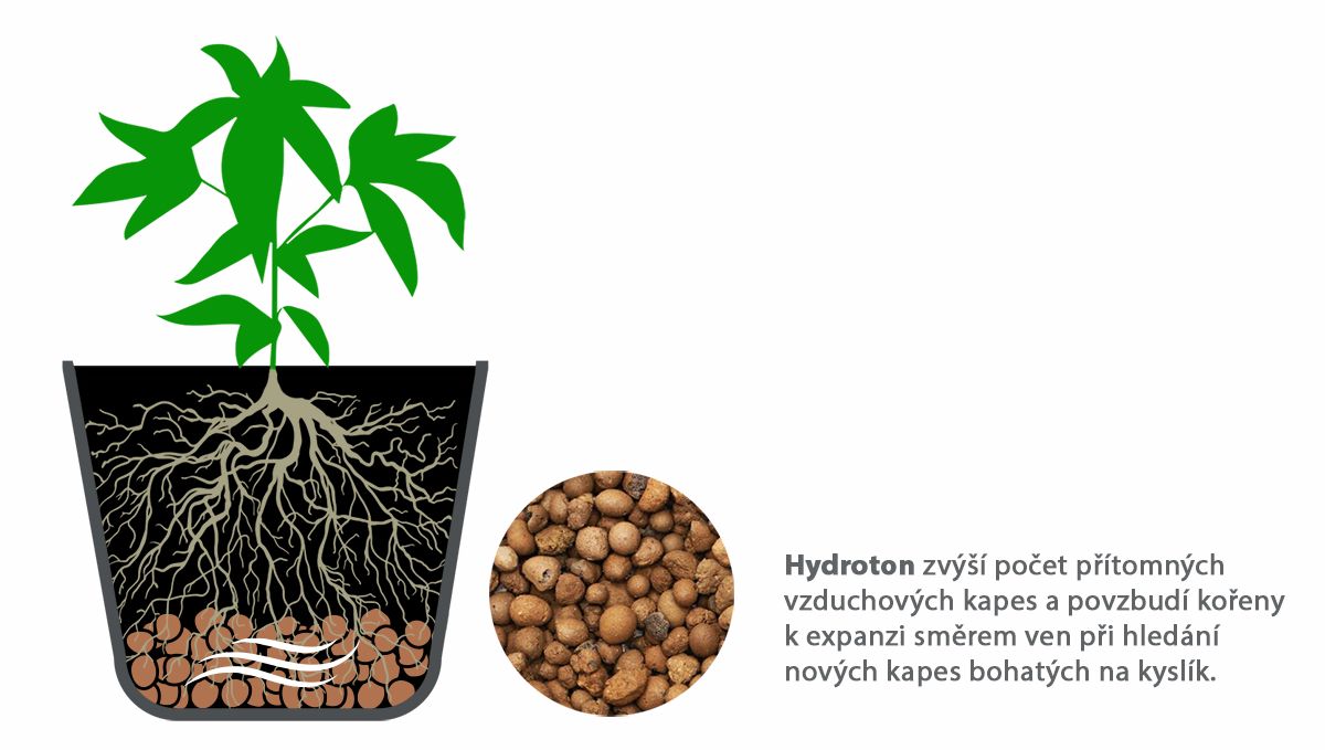 Nejlepší velikost květináče pro samonakvétací rostliny: odvodnění