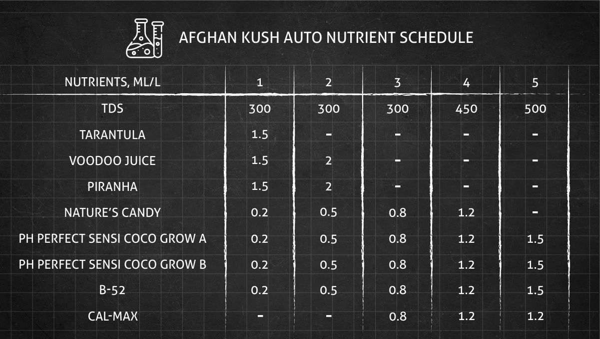 Afghan Kush Auto cannabis strain: feeding schedule for the vegetative phase Afghan Kush Auto cannabis strain: feeding schedule for the vegetative phase