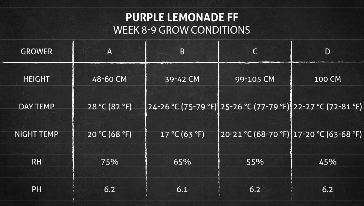 Purple Lemonade FF cannabis strain: weeks 8-9 grow conditions Purple Lemonade FF cannabis strain: weeks 8-9 grow conditions