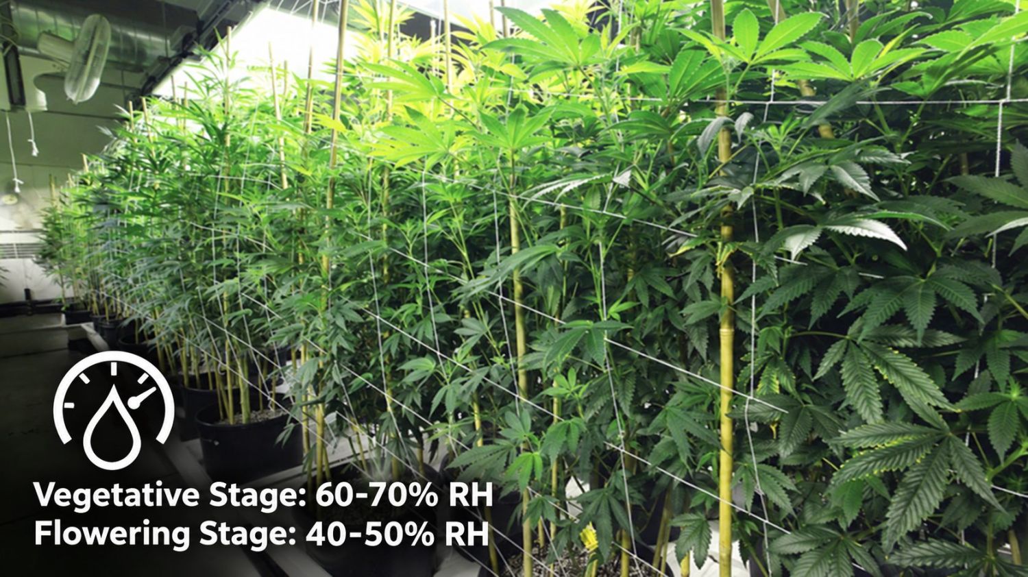 7 Top Tips On Supporting Heavy Buds Indoors: Optimal humidity 