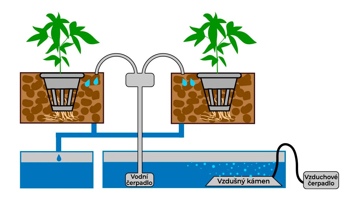 Samonakvétací konopí v hydro: kapénková závlaha a kontinuální kapénková závlaha